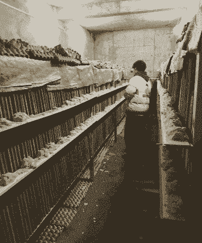 蟑螂养殖怎么工厂养殖