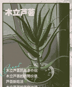 木立芦荟怎么养殖