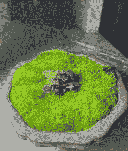 立体养殖苔藓怎么养殖