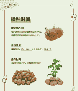 家庭养殖马铃薯怎么养殖