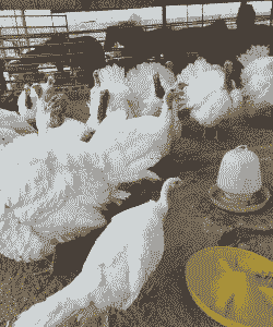 人工养殖火鸡怎么养殖