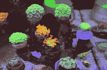 海底养殖珊瑚怎么养殖