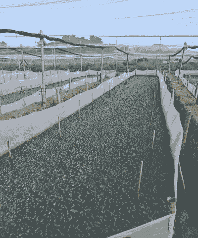 牛蛙养殖活体怎么养殖