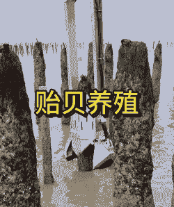 贻贝立体养殖怎么养殖