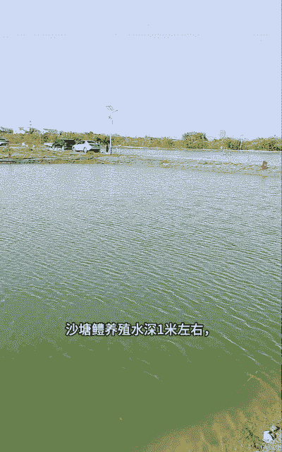 鲨鱼人工养殖怎么养殖