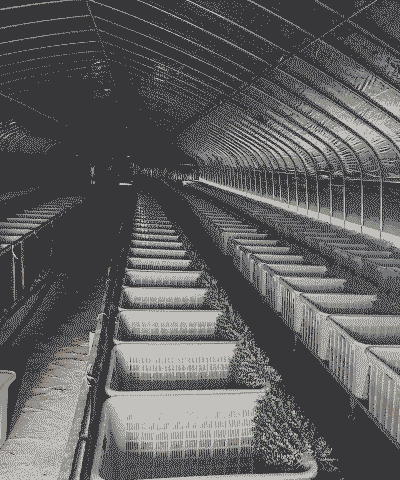 黄鳝养殖大棚怎么养殖