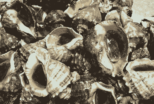 养殖触手海螺怎么养殖