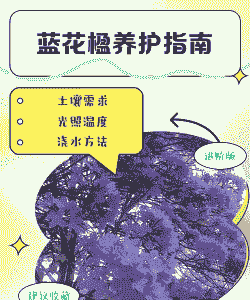 蓝花楹怎么养殖