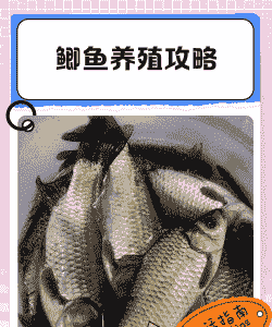 养殖野生鲫鱼怎么养殖