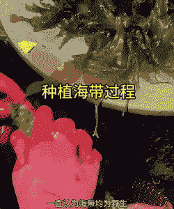 人工养殖海带怎么养殖