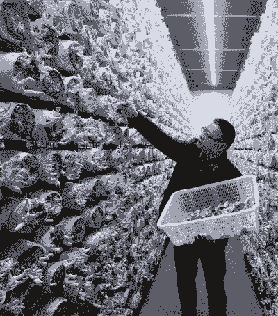 养殖一亩黄鳝多少利润