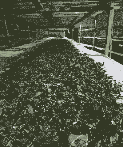 批量养殖桑蚕怎么养殖