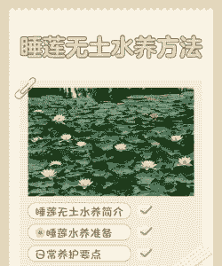 无土养殖水莲怎么养殖