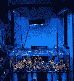 养殖海鱼珊瑚怎么养殖