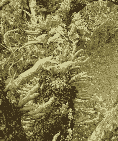 珍虫石斛怎么养殖