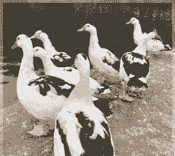 养殖藤鸭怎么养殖