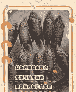 室外养殖斗鱼怎么养殖