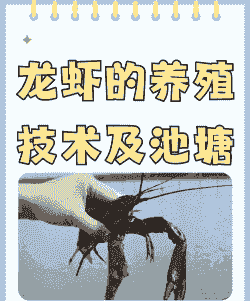水池养殖龙虾怎么养殖