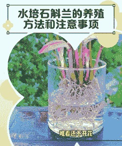 用水养殖石斛怎么养殖