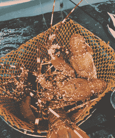 养殖玫瑰龙虾怎么养殖