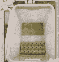 蛋壳养殖蟋蟀怎么养殖