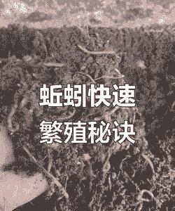 怎么养殖红蚯蚓养殖