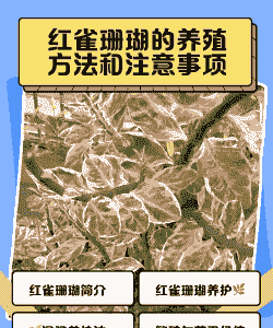 室外养殖珊瑚怎么养殖