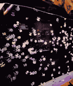 养殖发光水母怎么养殖