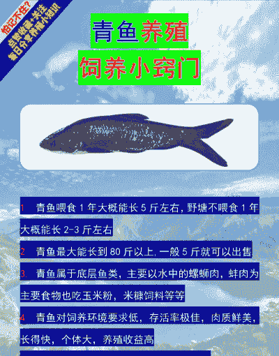 淡水养殖青鱼怎么养殖