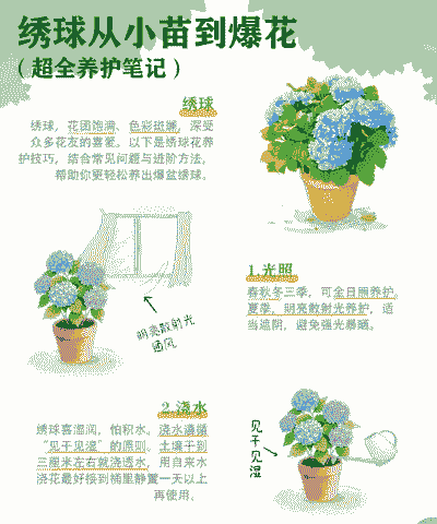 绣球养殖幼苗怎么养殖