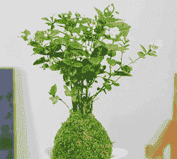 苔藓养殖茉莉怎么养殖