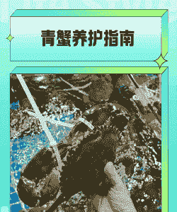 小青蟹怎么养殖