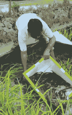 越南养殖黄鳝怎么养殖