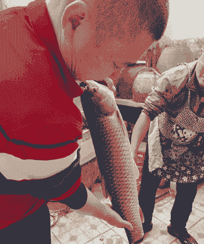 新疆养殖草鱼怎么养殖