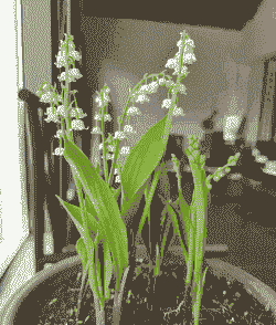 铃兰养殖珍珠怎么养殖