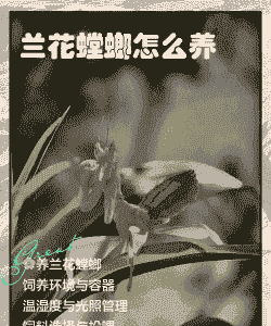 大棚养殖螳螂怎么养殖