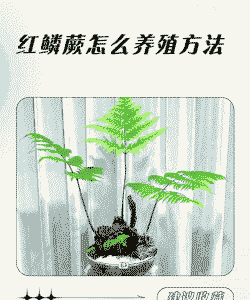 蕨类养殖大棚怎么养殖