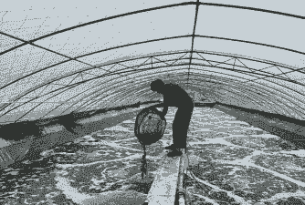 青虾怎么养殖大棚养殖