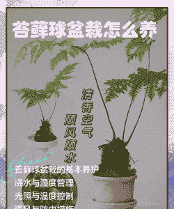 阳台苔藓养殖怎么养殖