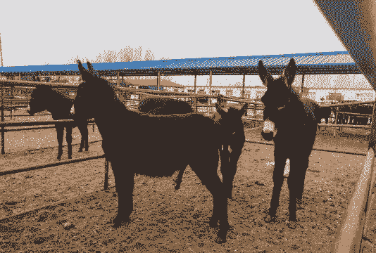 郑州养殖驴怎么养殖