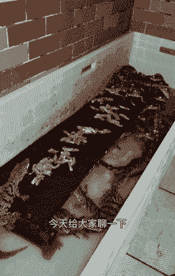 水缸养殖鳄鱼怎么养殖