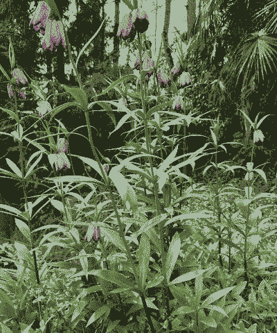 自己养殖贝母怎么养殖