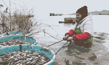 人工养殖蛏子怎么养殖