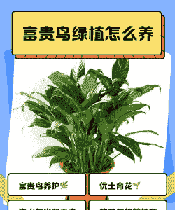 富贵鸟怎么养殖