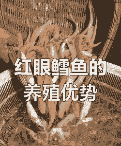 养殖红眼冬天怎么养殖