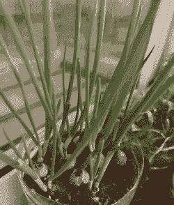 无土养殖小葱怎么养殖