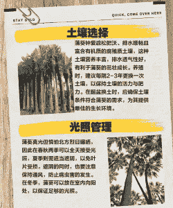 北方养殖蒲葵怎么养殖