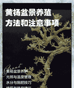 黄杨养殖基地怎么养殖