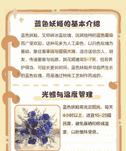 蓝色妖姬花怎么养殖