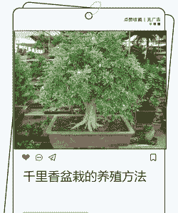 阳台养殖香草怎么养殖